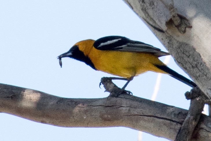 Hooded Oriole - ML96034631