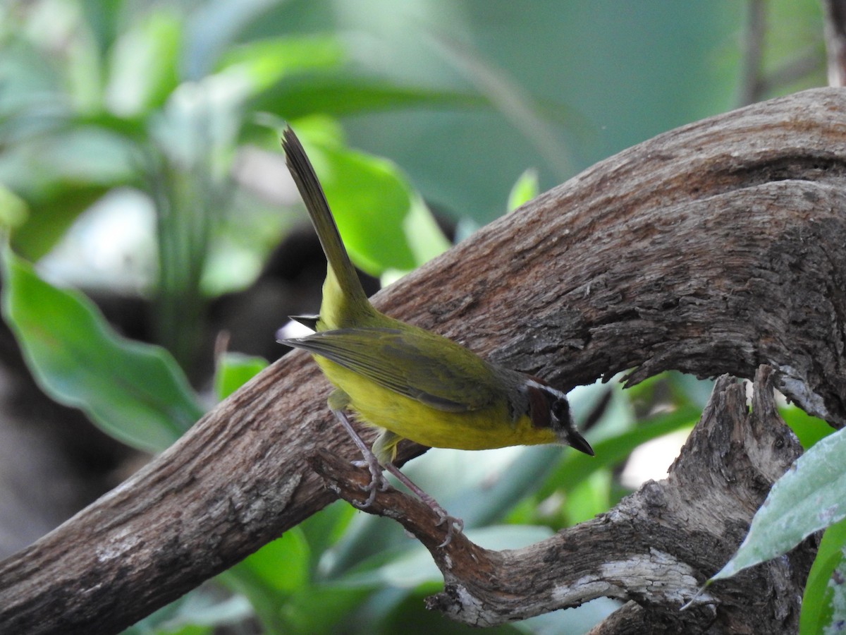 Chestnut-capped Warbler - ML96036721