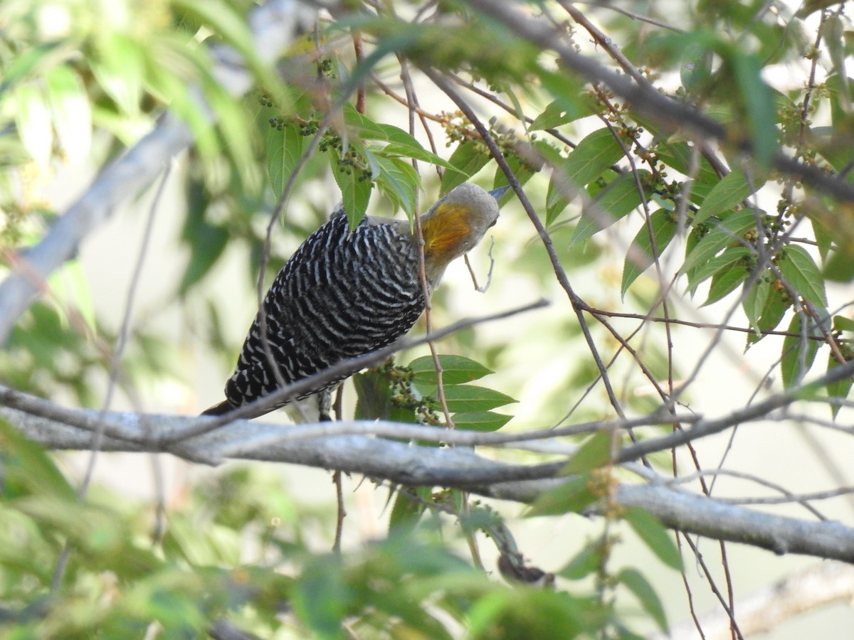 Hoffmann's Woodpecker - Ruth Rodriguez