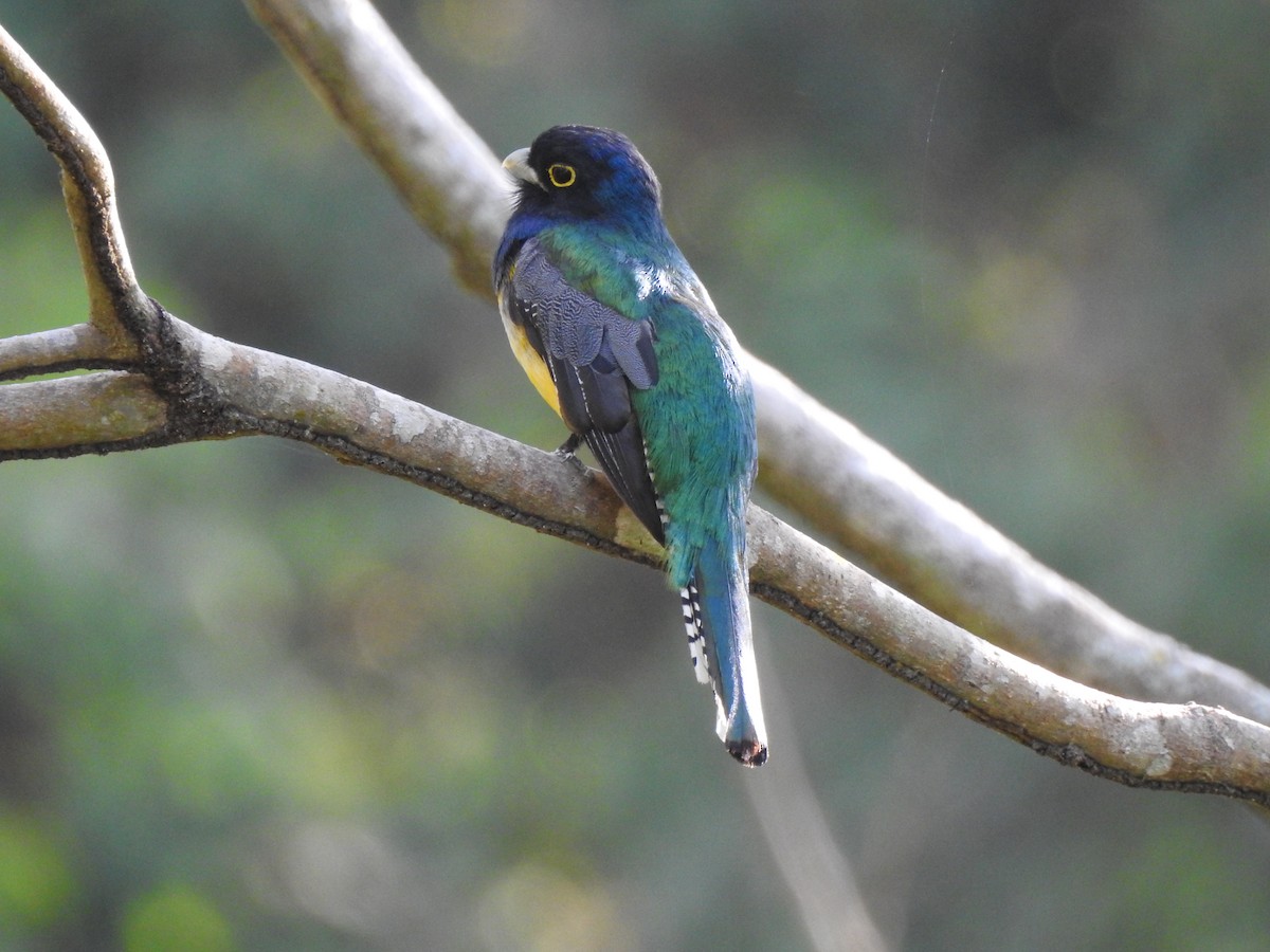 Gartered Trogon - ML96037111