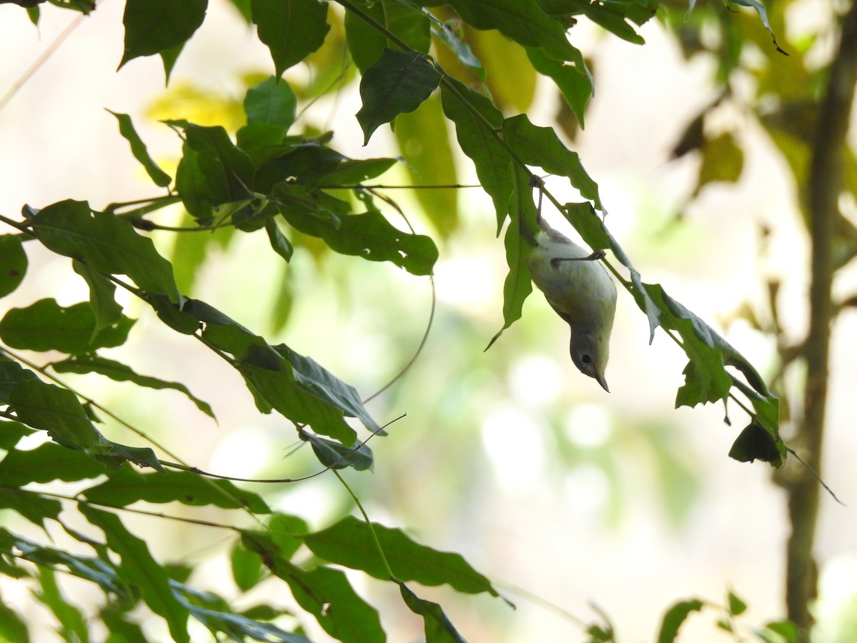 korthalevireo - ML96037161