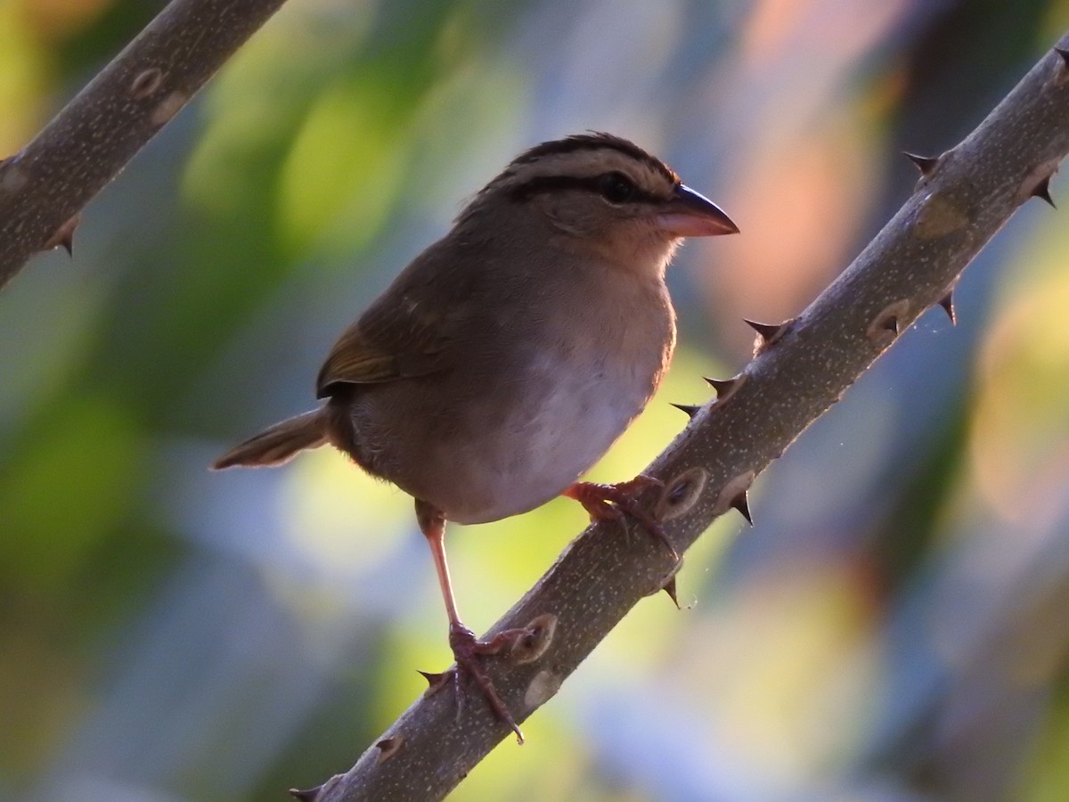 Olive Sparrow - Ruth Rodriguez