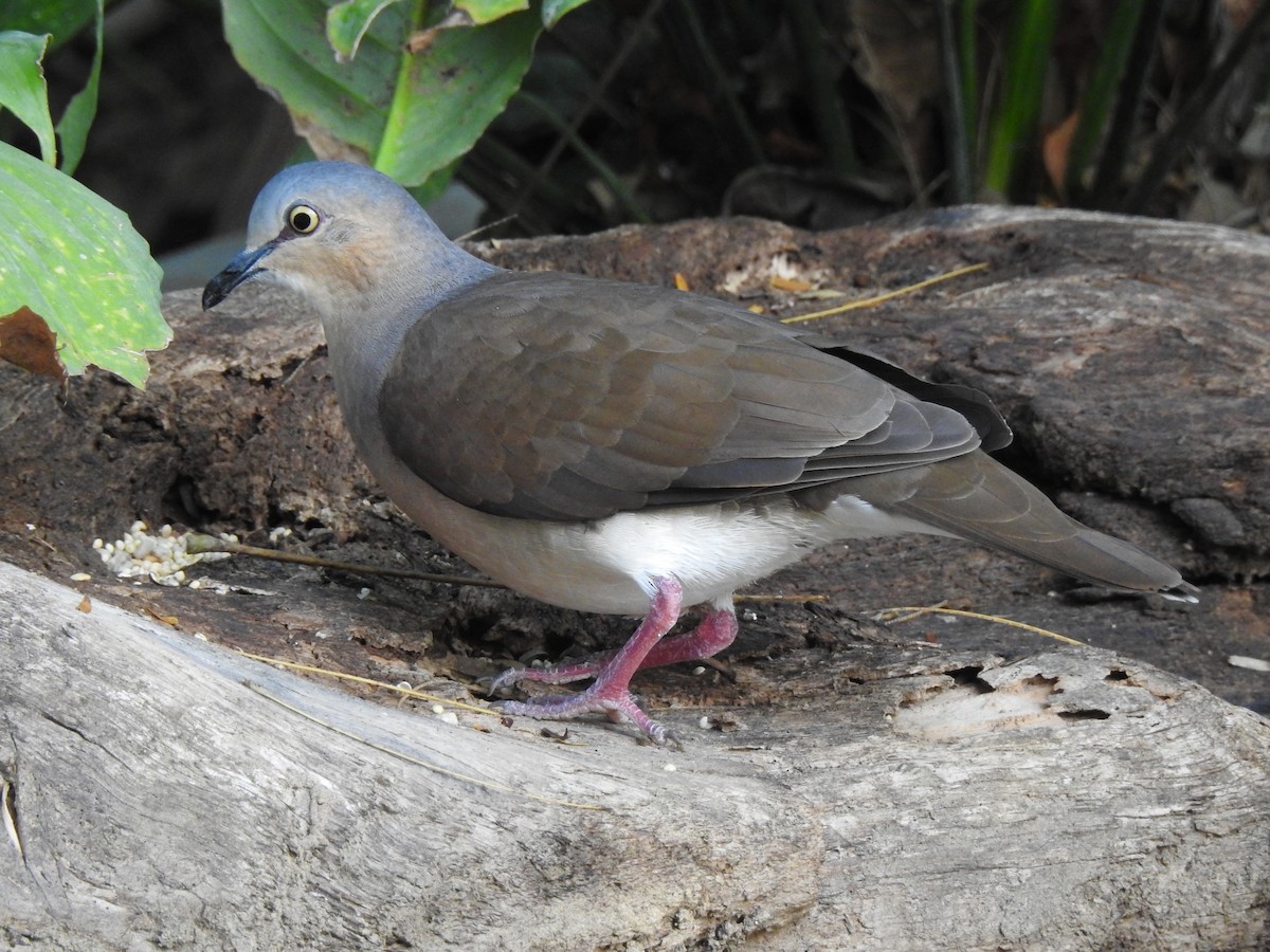 Gray-headed Dove - ML96037231