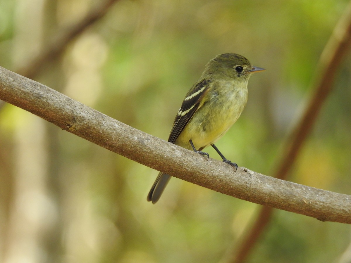 Yellow-bellied Flycatcher - Ruth Rodriguez