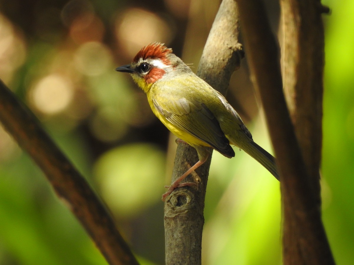 Chestnut-capped Warbler - Ruth Rodriguez