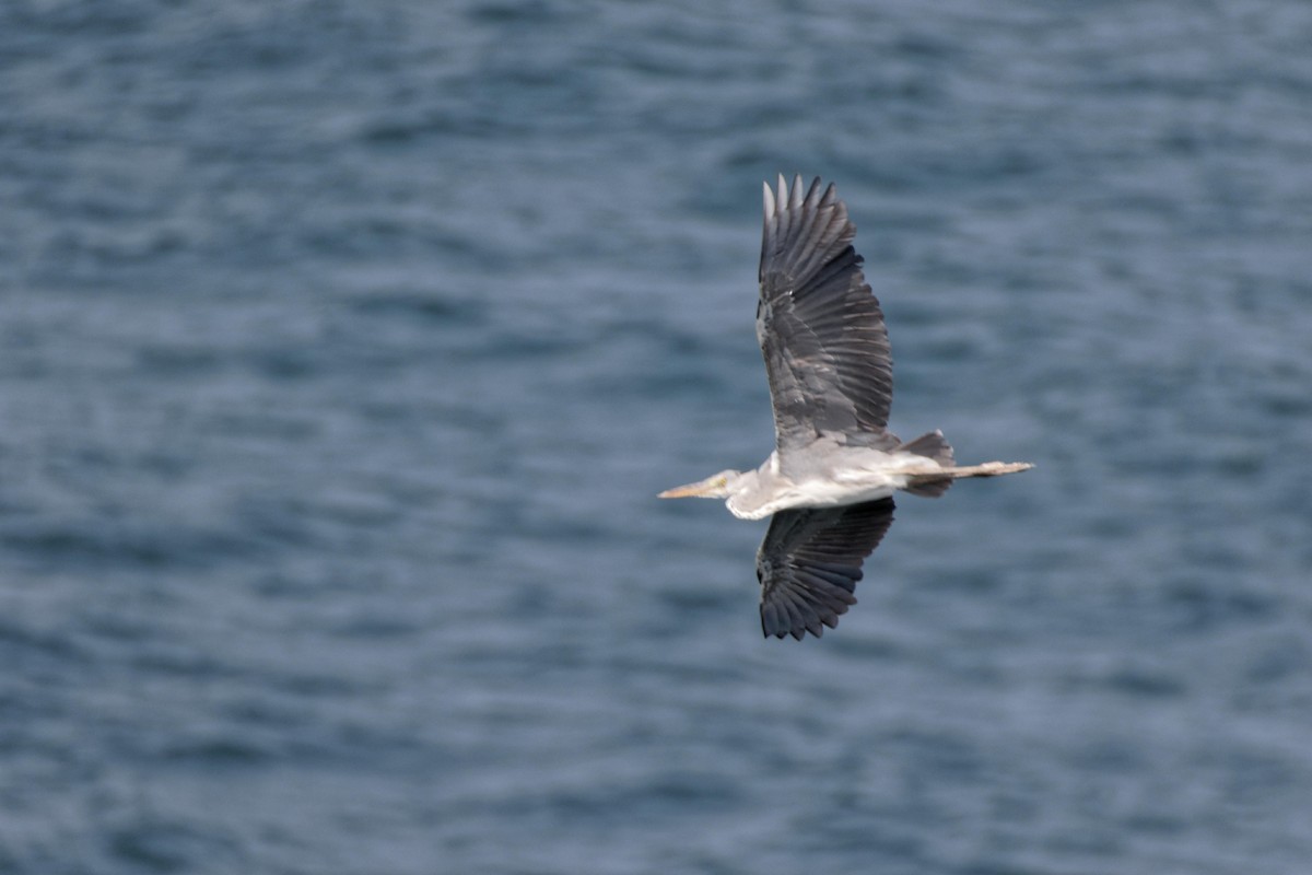 Gray Heron - ML96038211