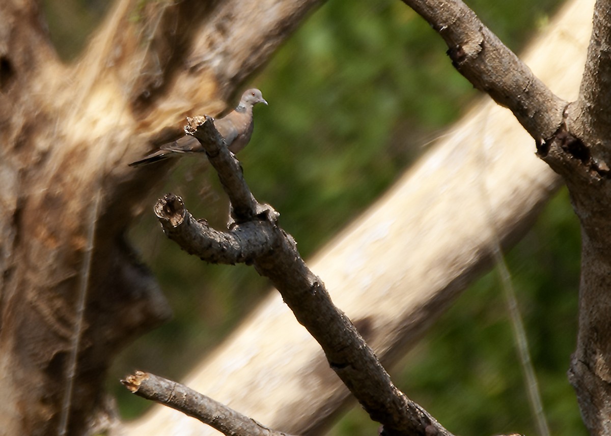 Philippine Collared-Dove - ML96040861