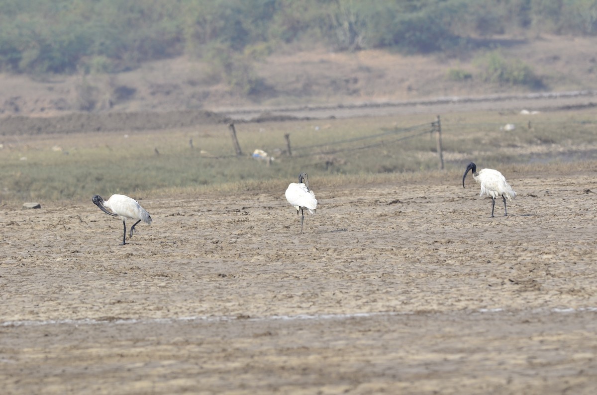 Ibis à tête noire - ML96043631