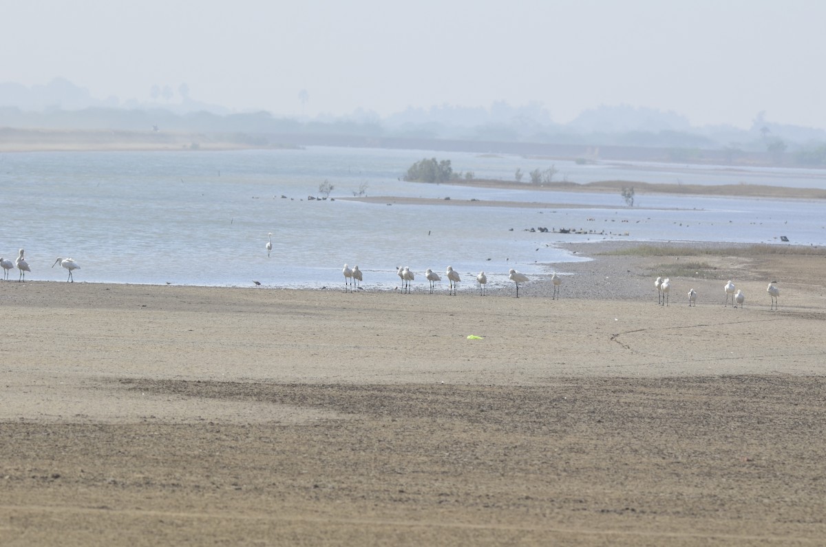 Eurasian Spoonbill - jenis patel