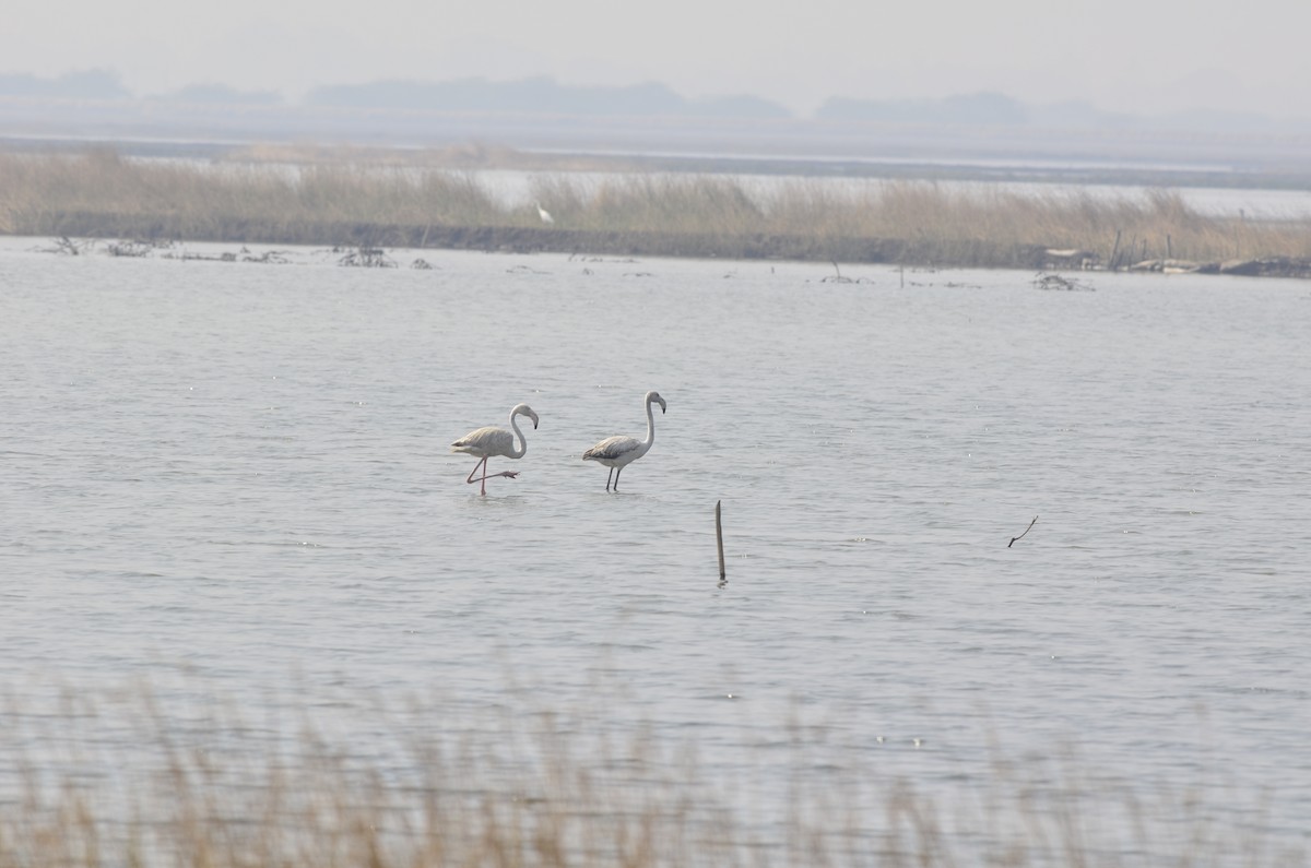 Greater Flamingo - ML96043831