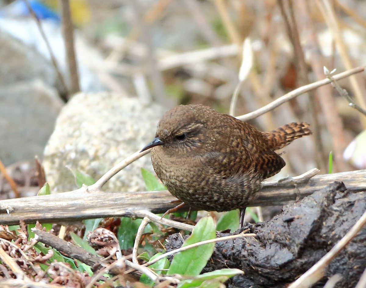 Eurasian Wren - ML96045191