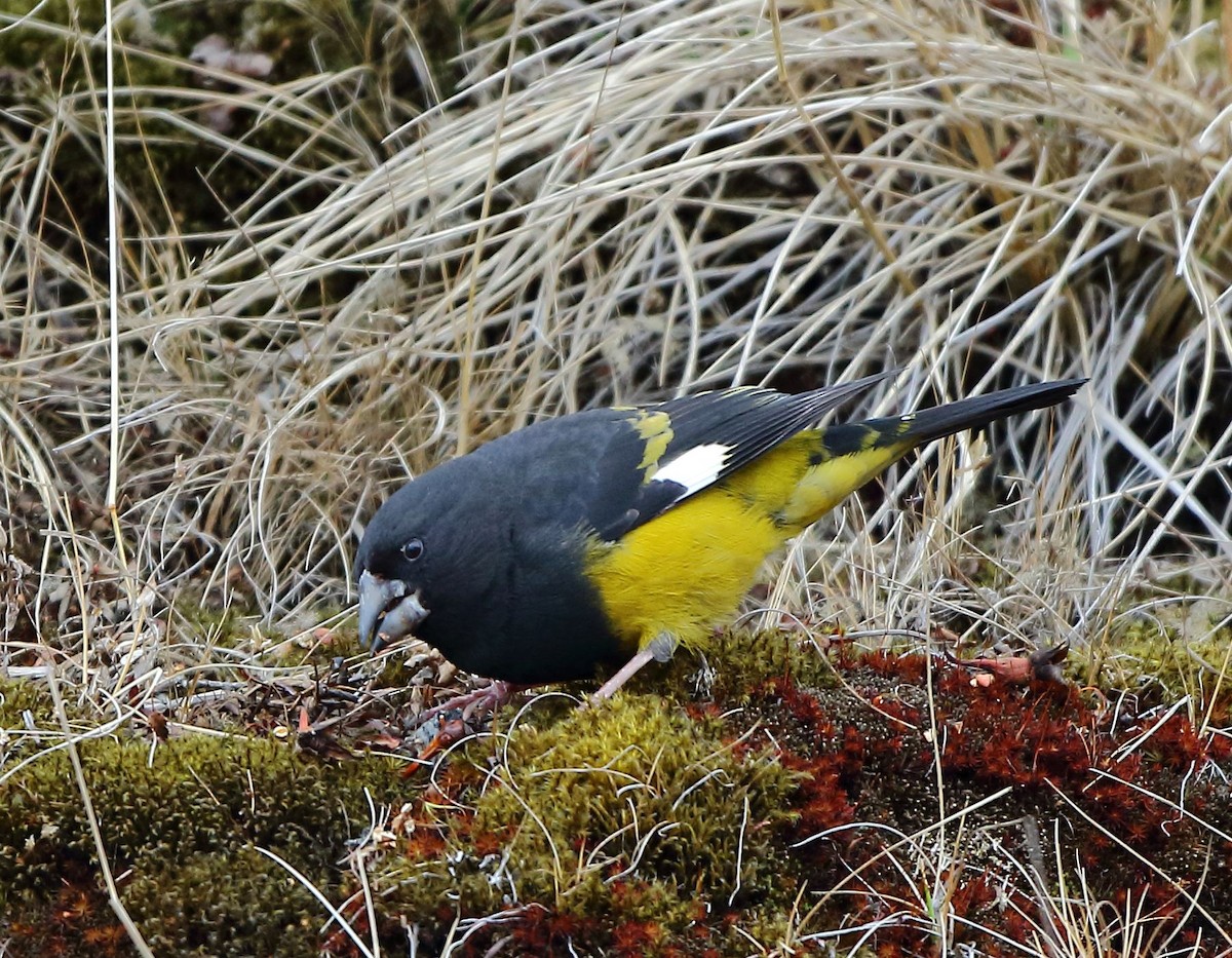 White-winged Grosbeak - ML96045291