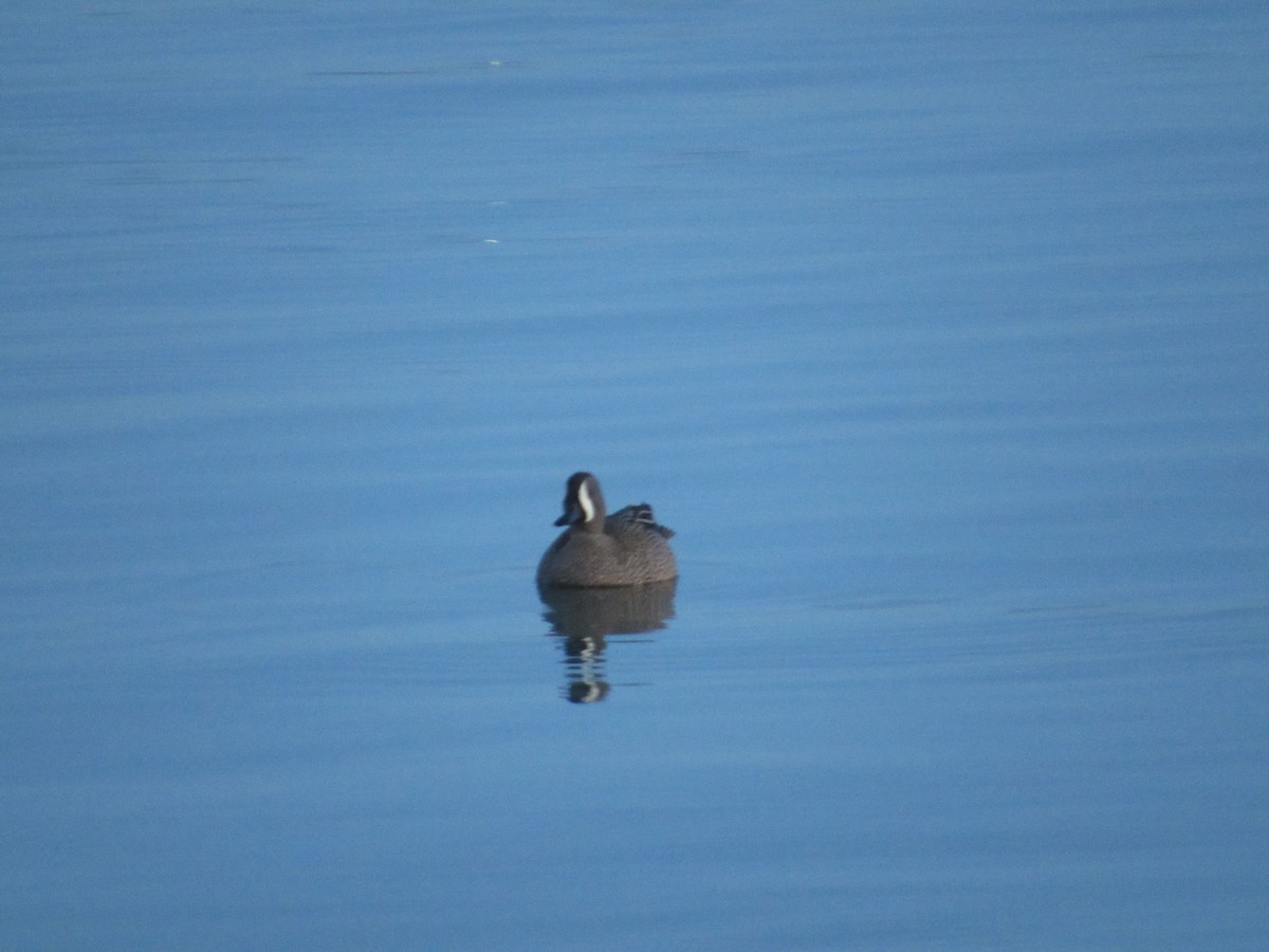 Blue-winged Teal - ML96045421