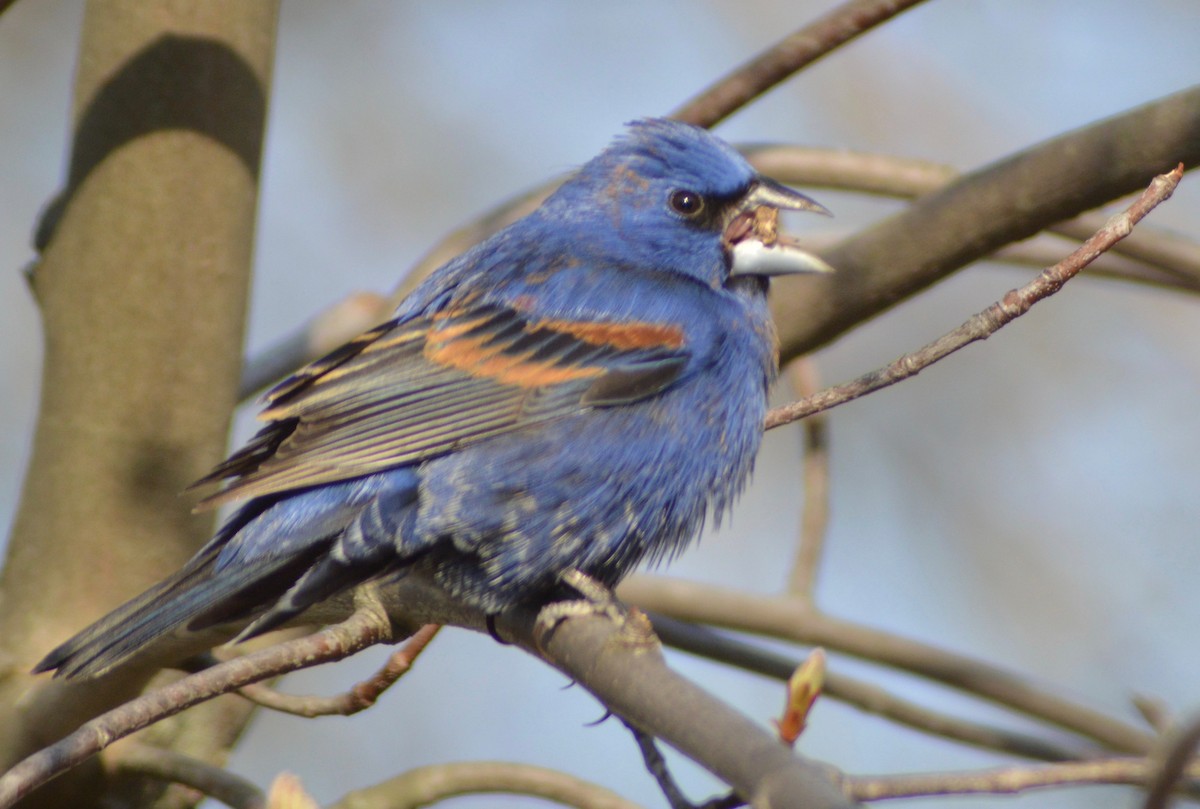 Blue Grosbeak - ML96045911