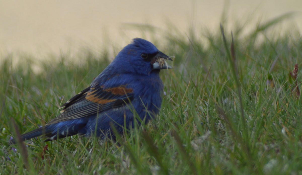 Blue Grosbeak - ML96045931