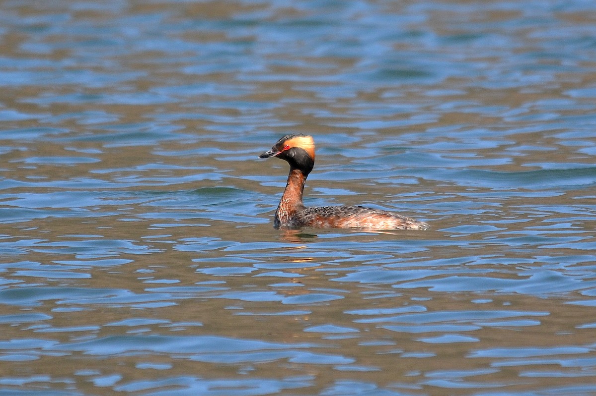 Horned Grebe - ML96047631