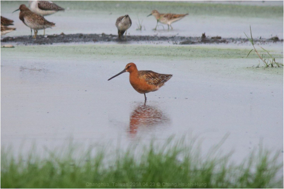 Asian Dowitcher - ML96047711
