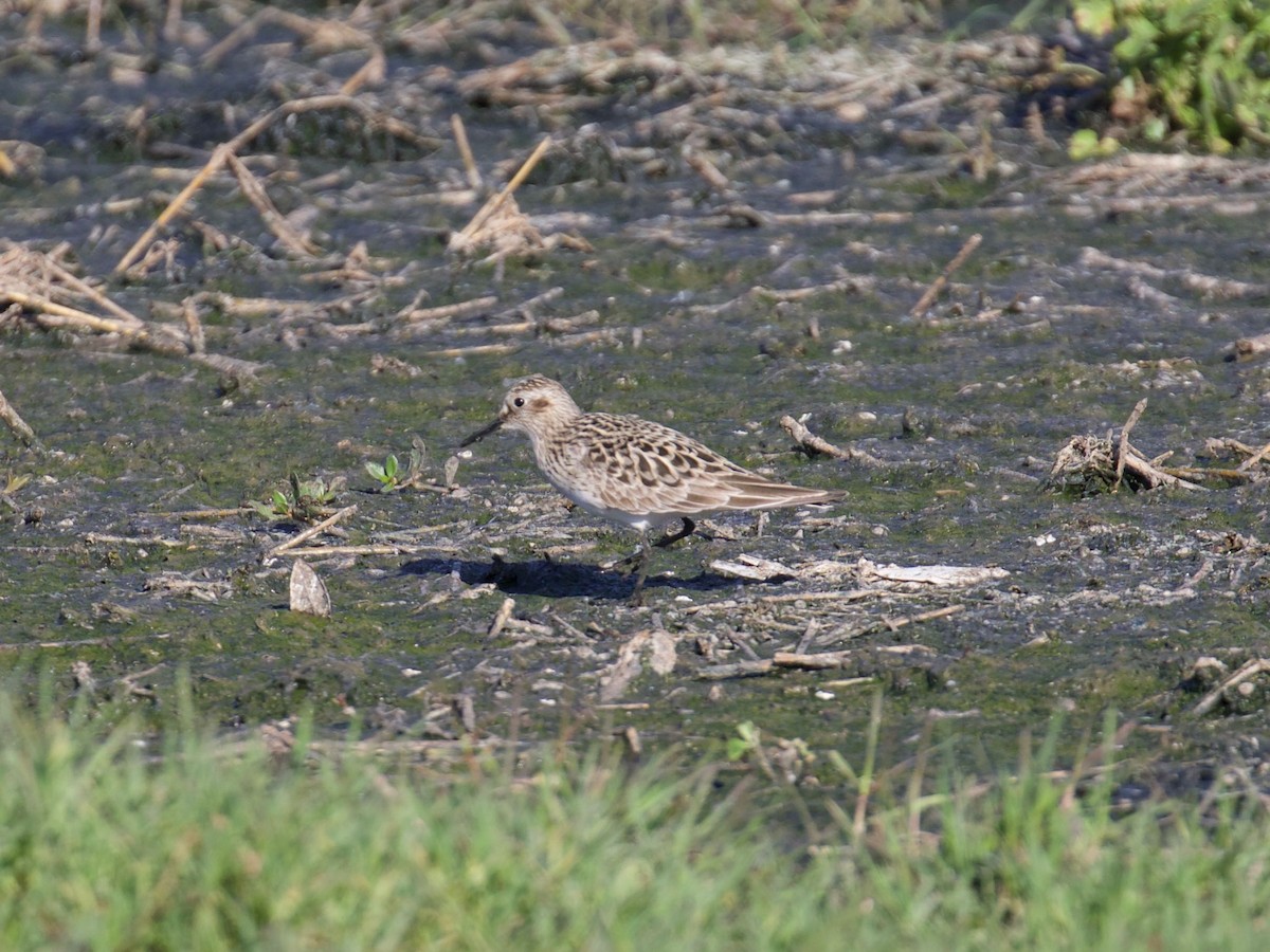 Baird's Sandpiper - Eric Carpenter