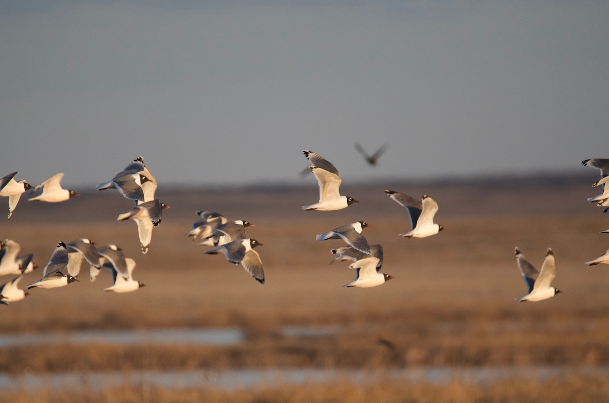 Franklin's Gull - ML96051151