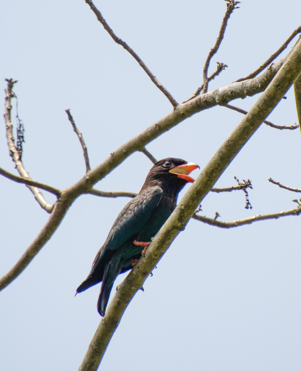 Dollarbird - HARSHJEET BAL