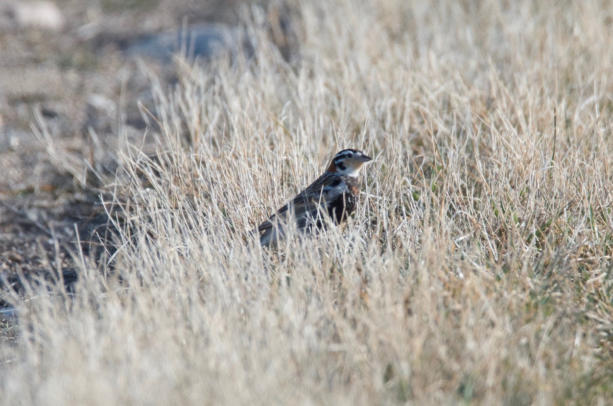 Chestnut-collared Longspur - ML96051331