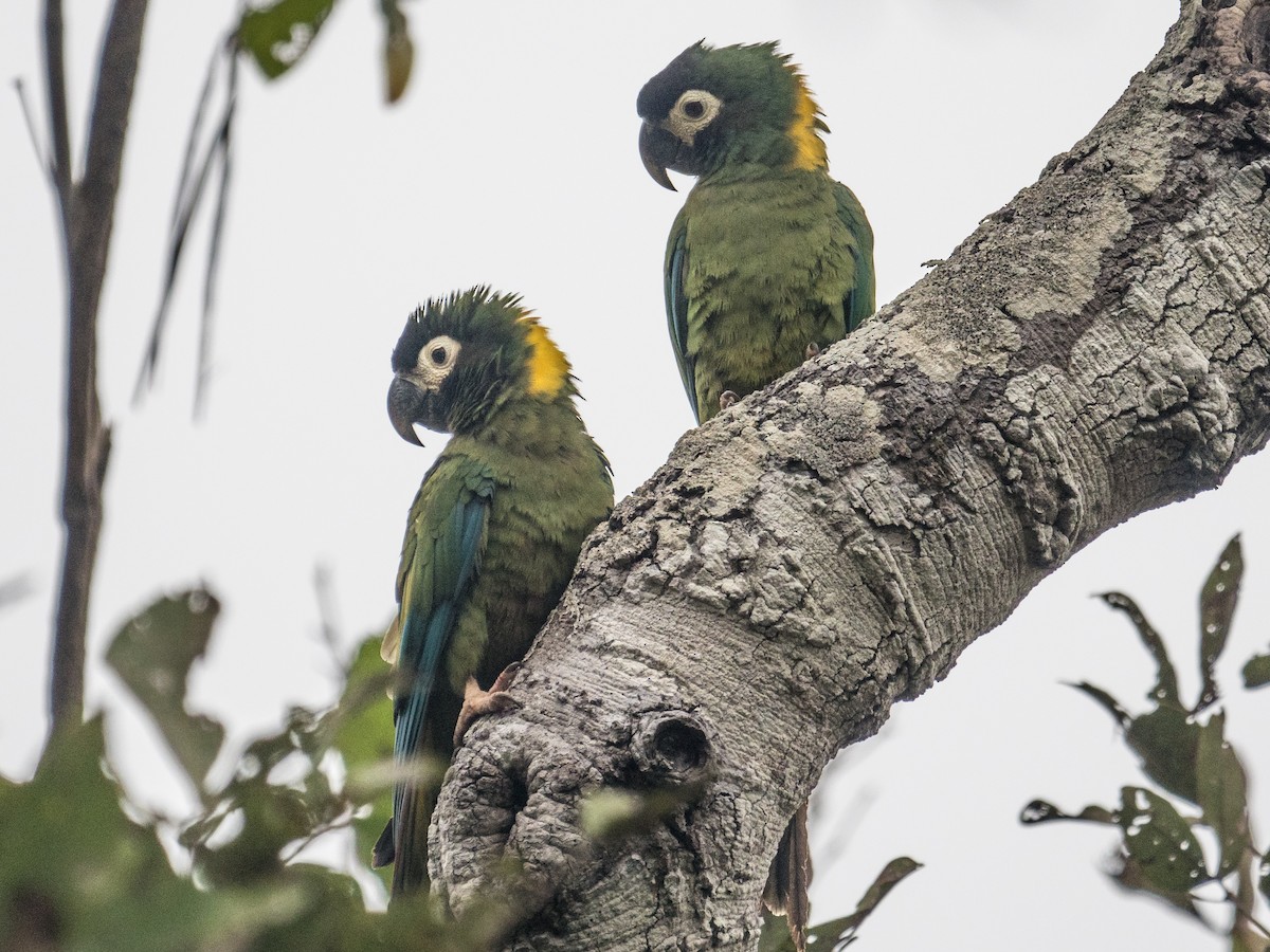 Yellow-collared Macaw - ML96052321
