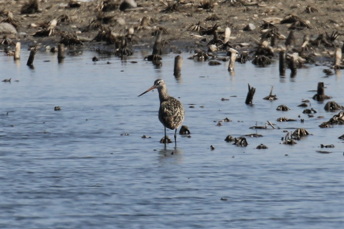 Marbled Godwit - ML96052471