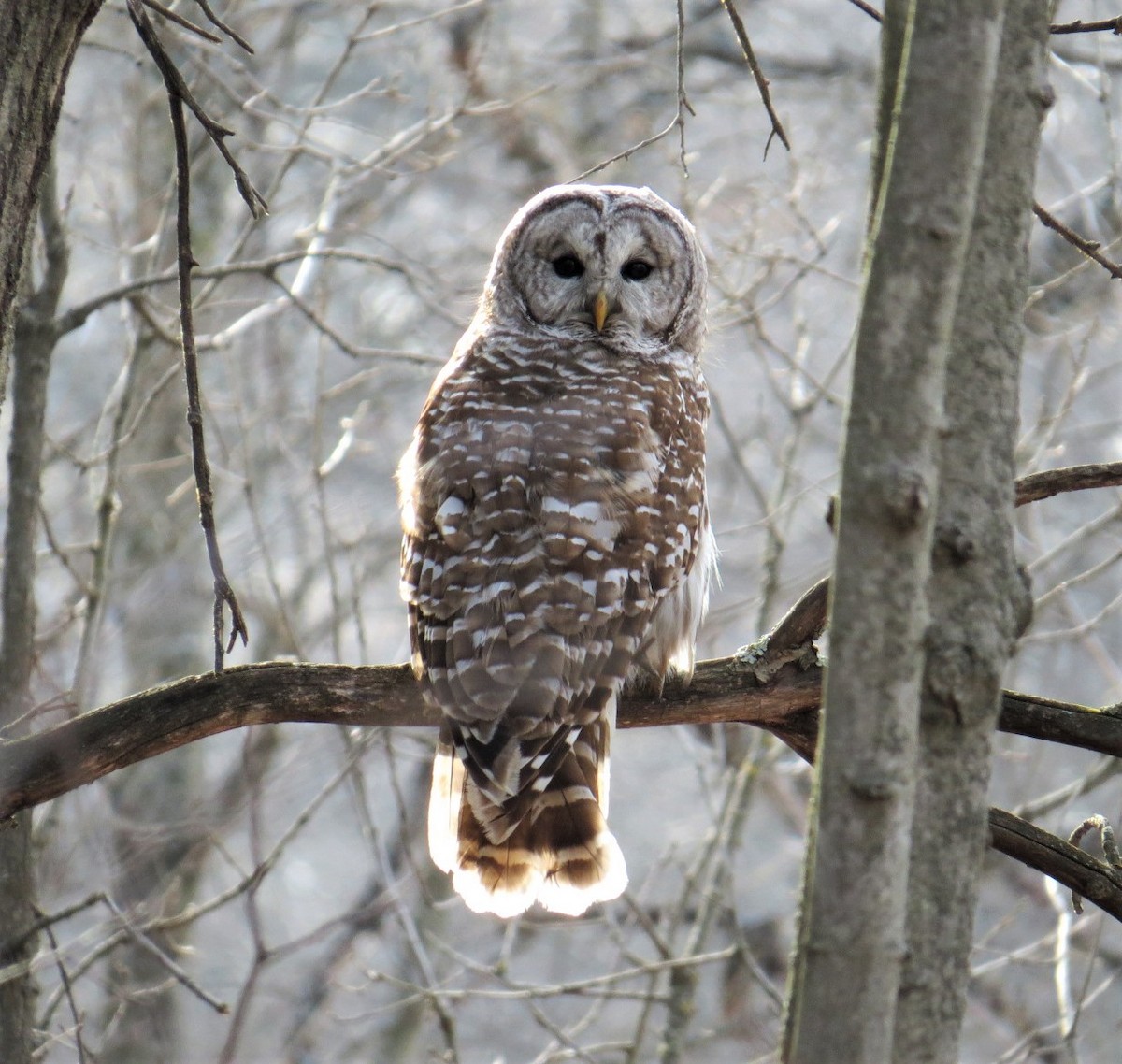 Barred Owl - ML96052821