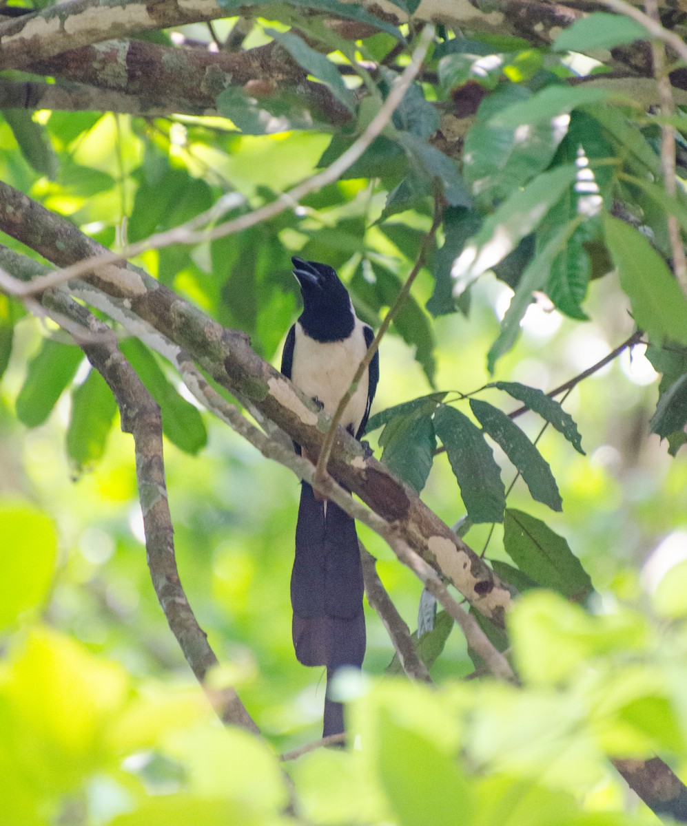 White-bellied Treepie - HARSHJEET BAL