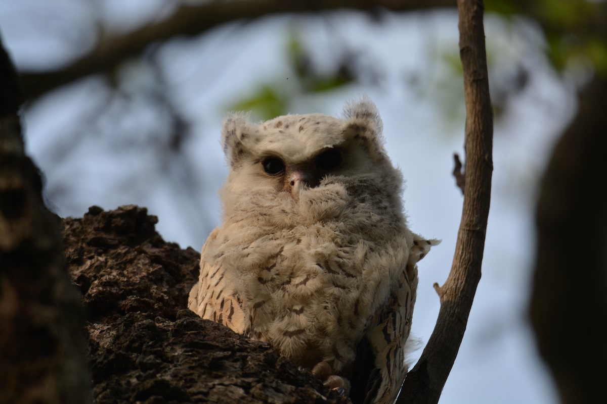 Spot-bellied Eagle-Owl - ML96053071