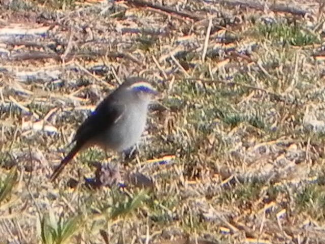 White-browed Chat-Tyrant - ML96053231