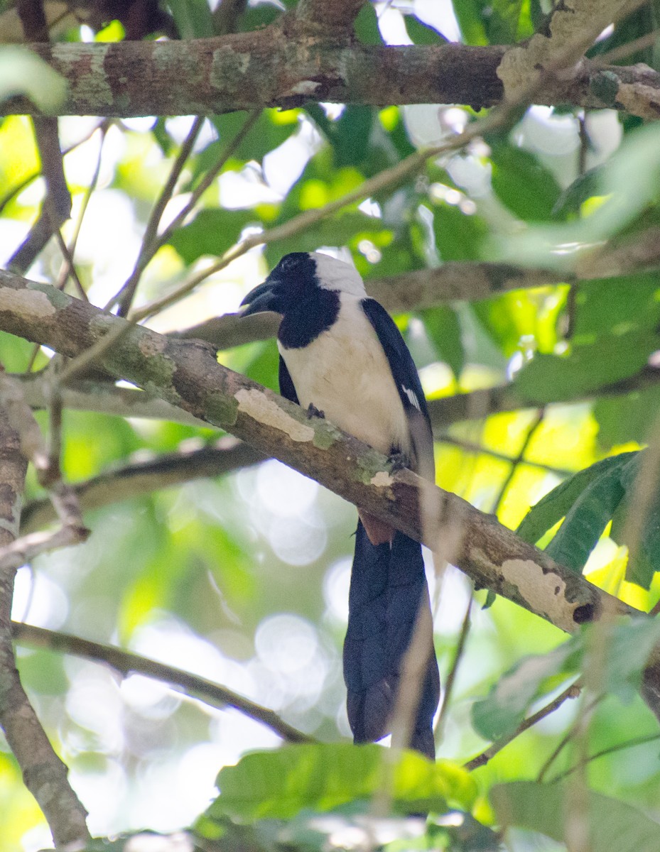 White-bellied Treepie - HARSHJEET BAL