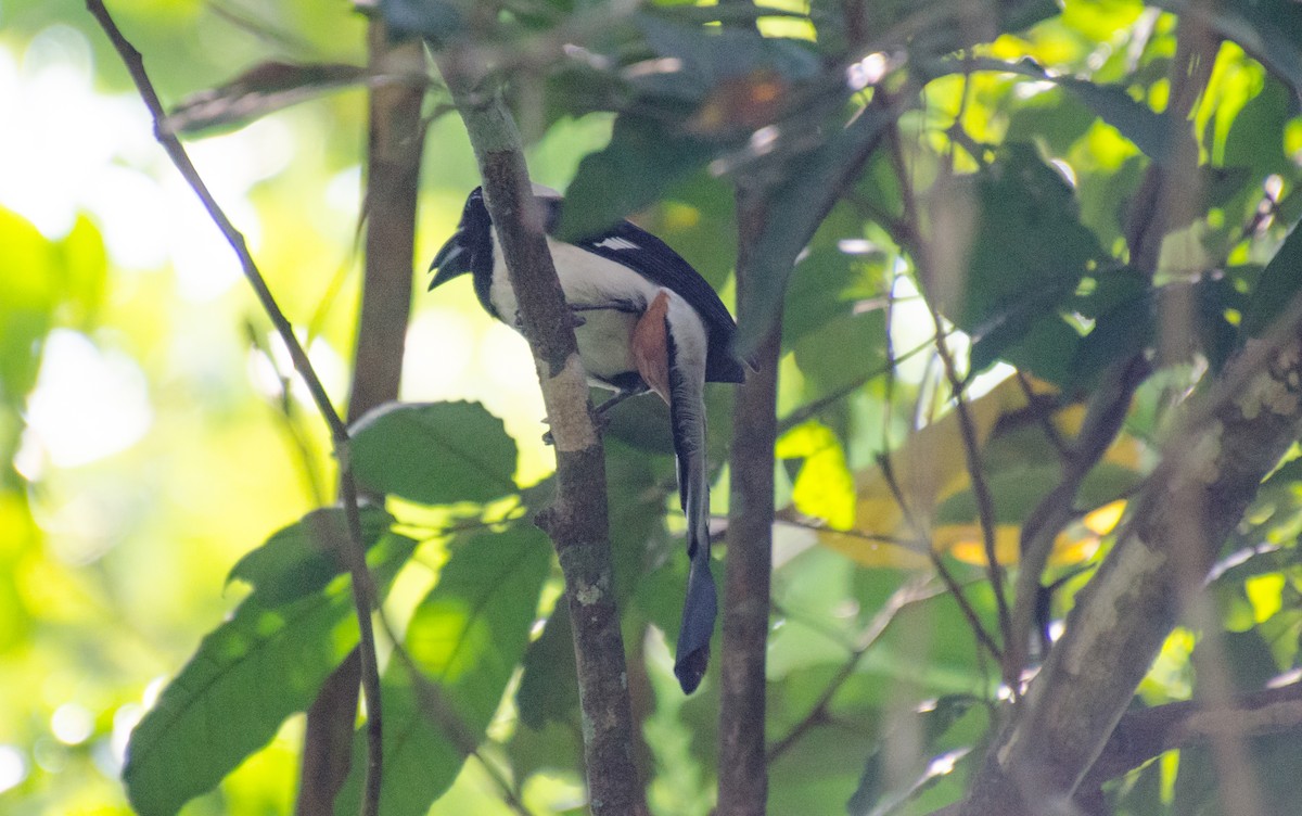 White-bellied Treepie - HARSHJEET BAL