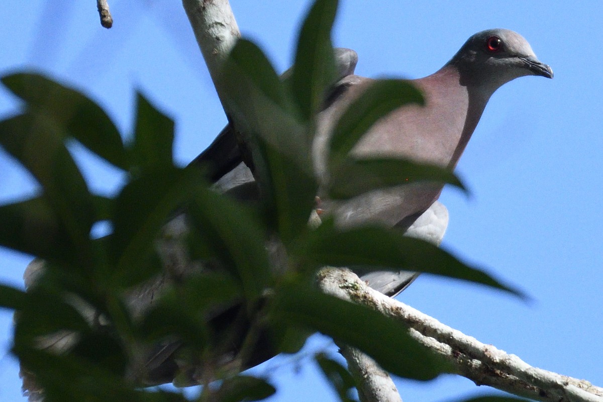 Pale-vented Pigeon - ML96054281