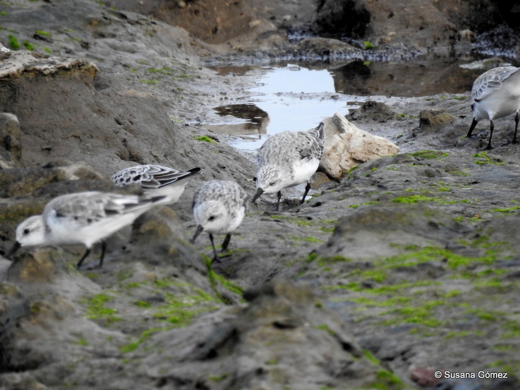 Bécasseau sanderling - ML96055191