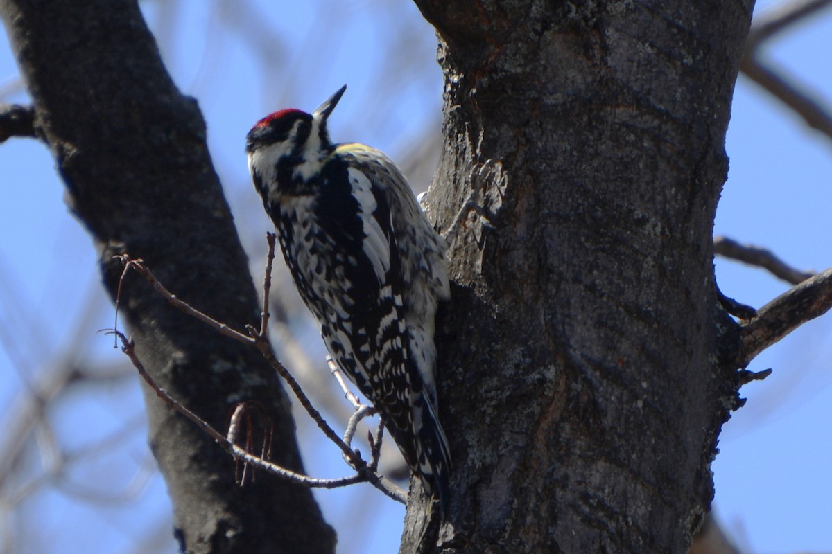 Yellow-bellied Sapsucker - ML96056201