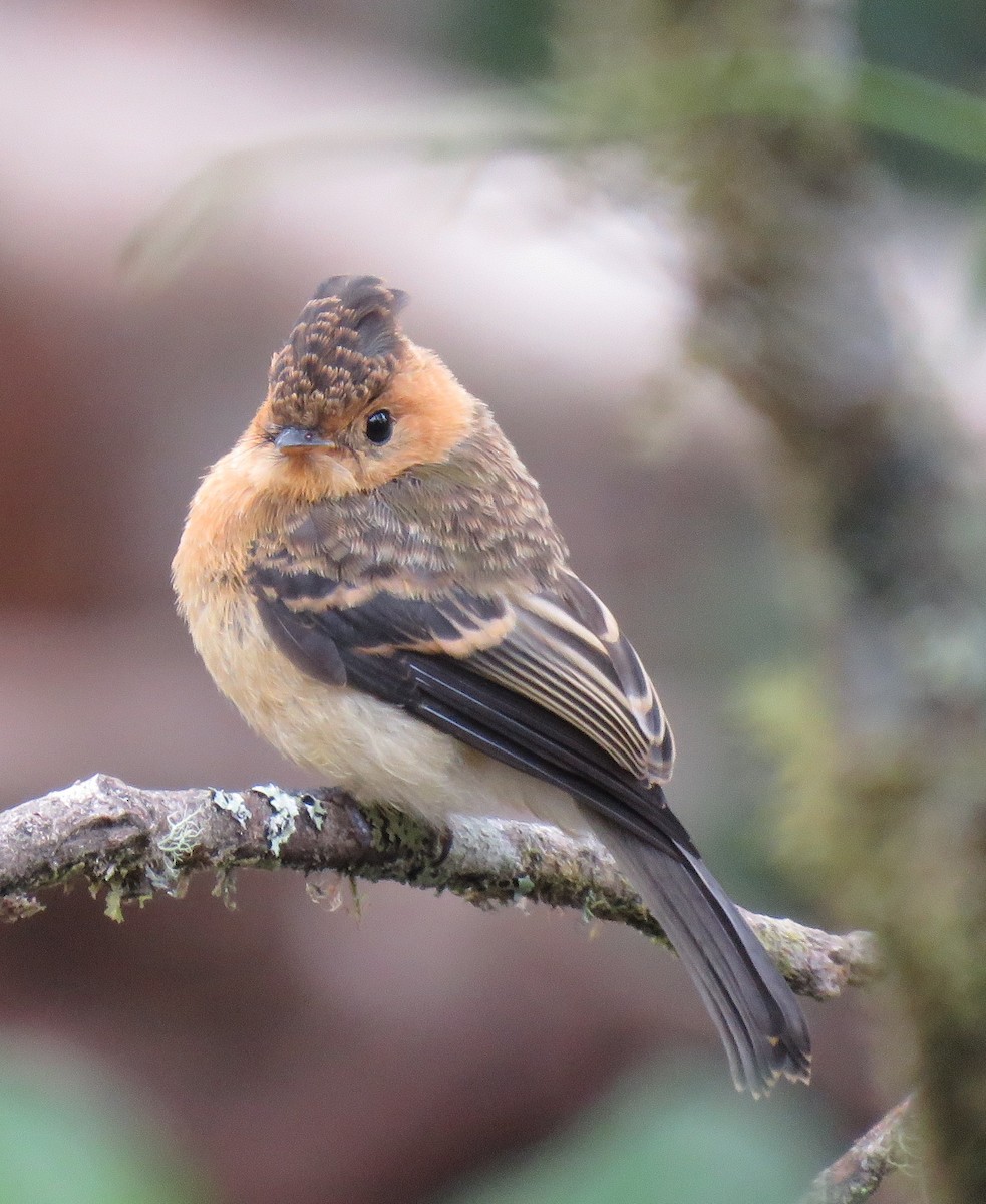 Mosquero Moñudo Común (aurantiiventris) - ML96056211