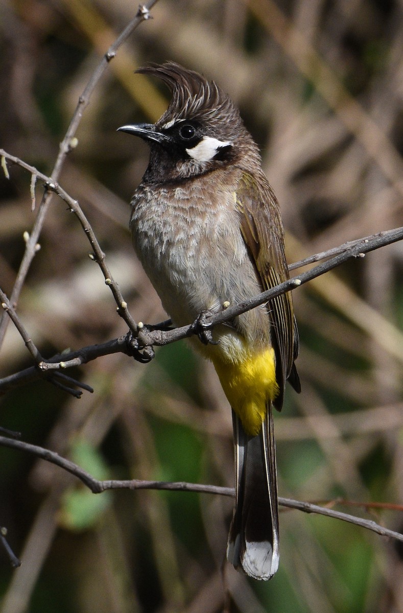 Himalayan Bulbul - ML96056311