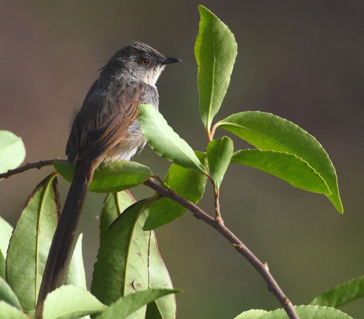 Himalayan Prinia - ML96056451