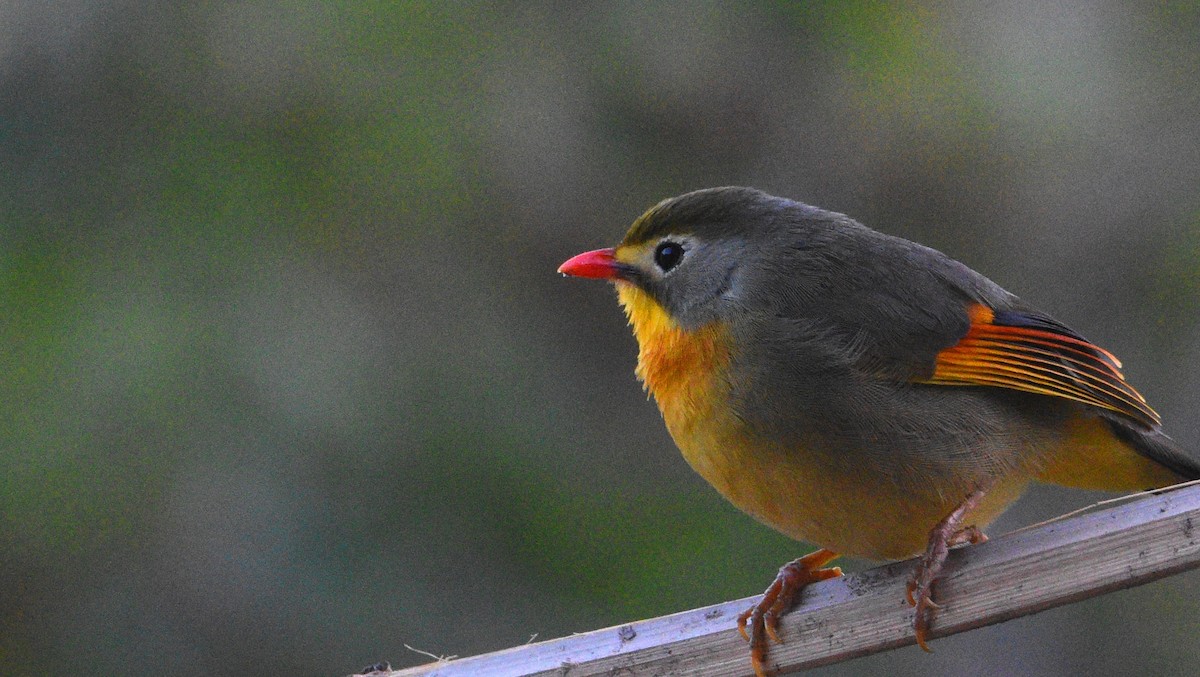 Red-billed Leiothrix - ML96056531