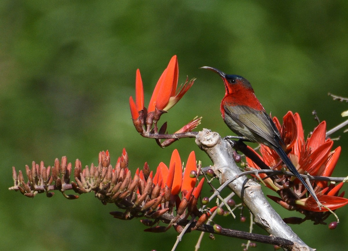 Crimson Sunbird - ML96056591