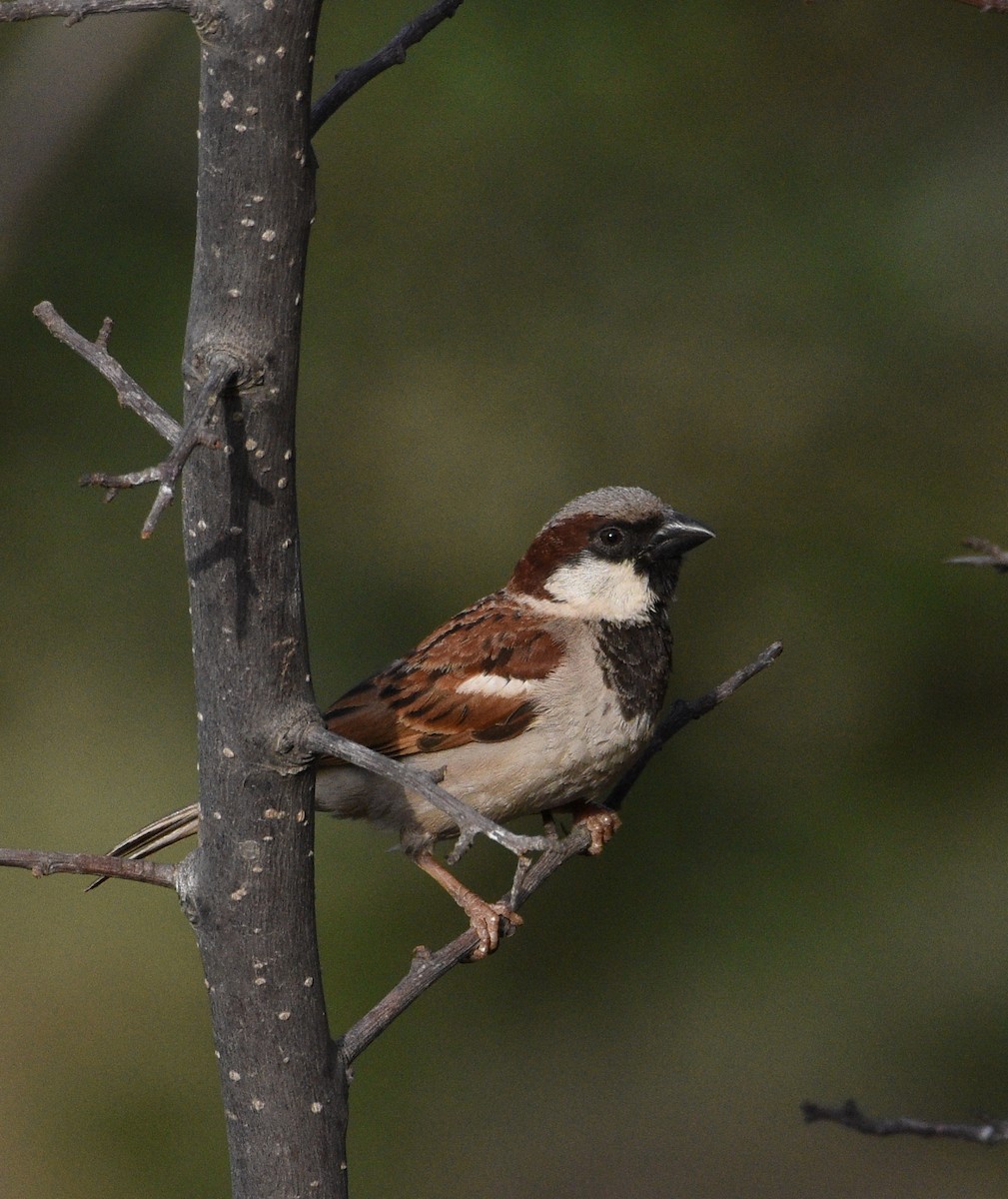 House Sparrow - ML96056731