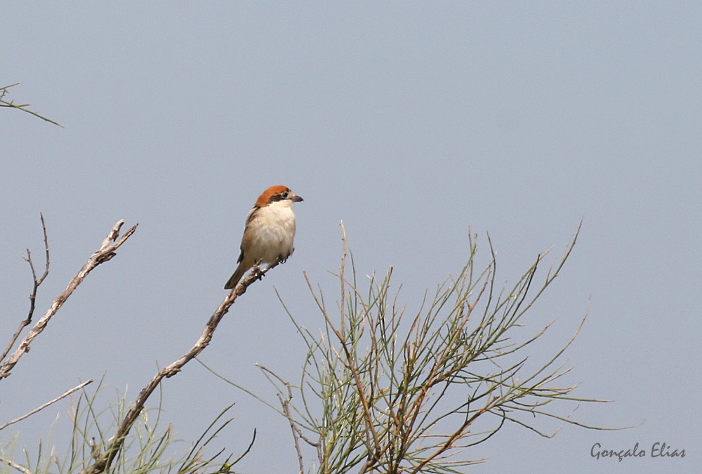 Woodchat Shrike - Gonçalo Elias