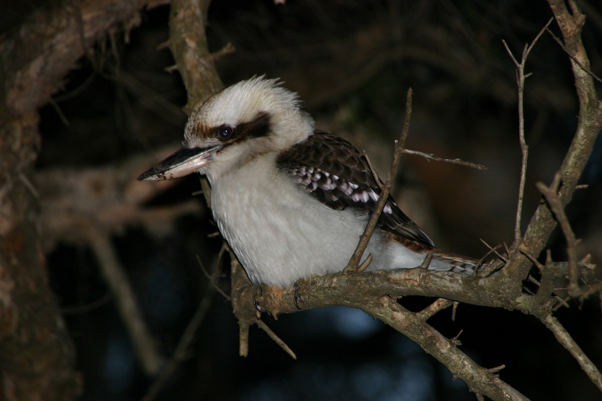 Laughing Kookaburra - ML96059081