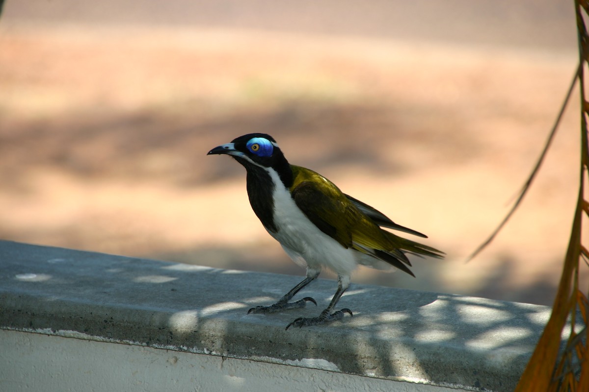 Blue-faced Honeyeater - ML96059131