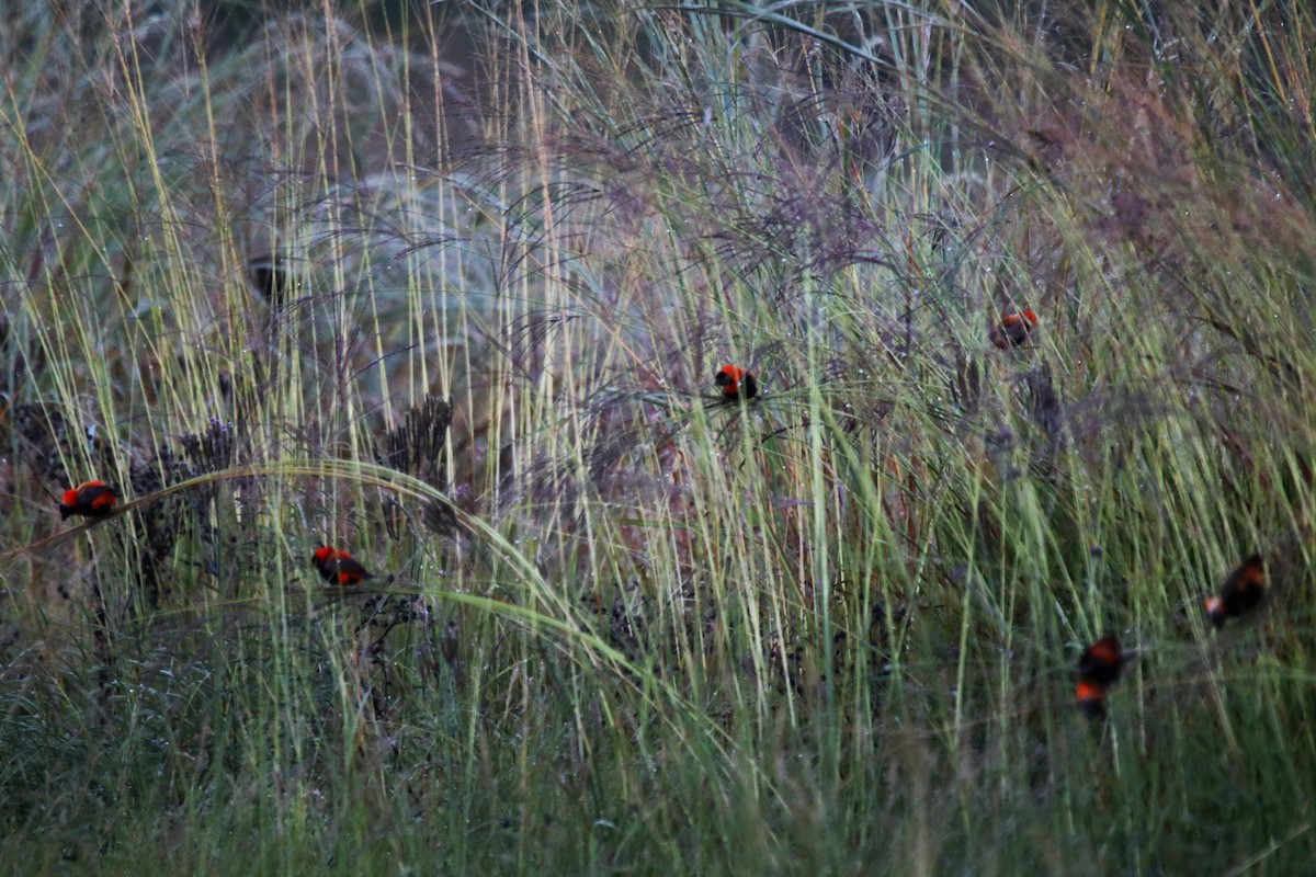 Southern Red Bishop - ML96059151