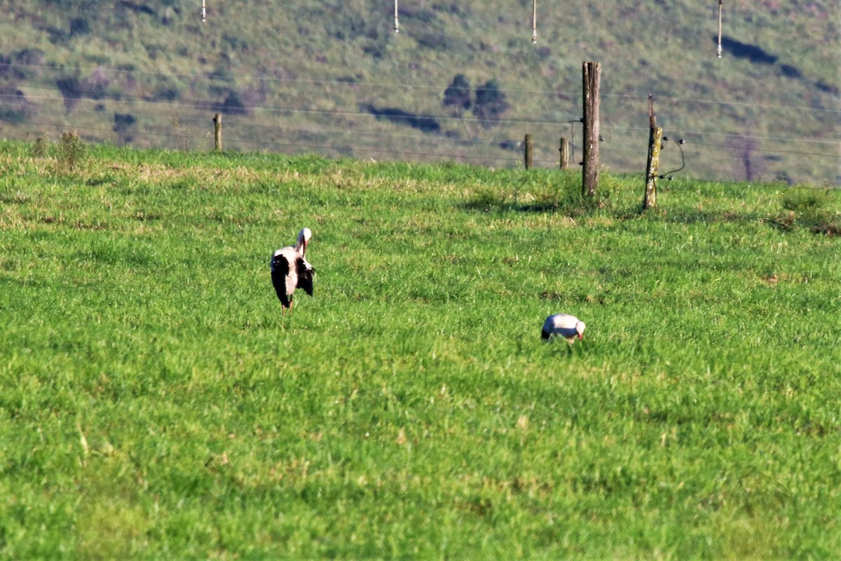 White Stork - ML96059391