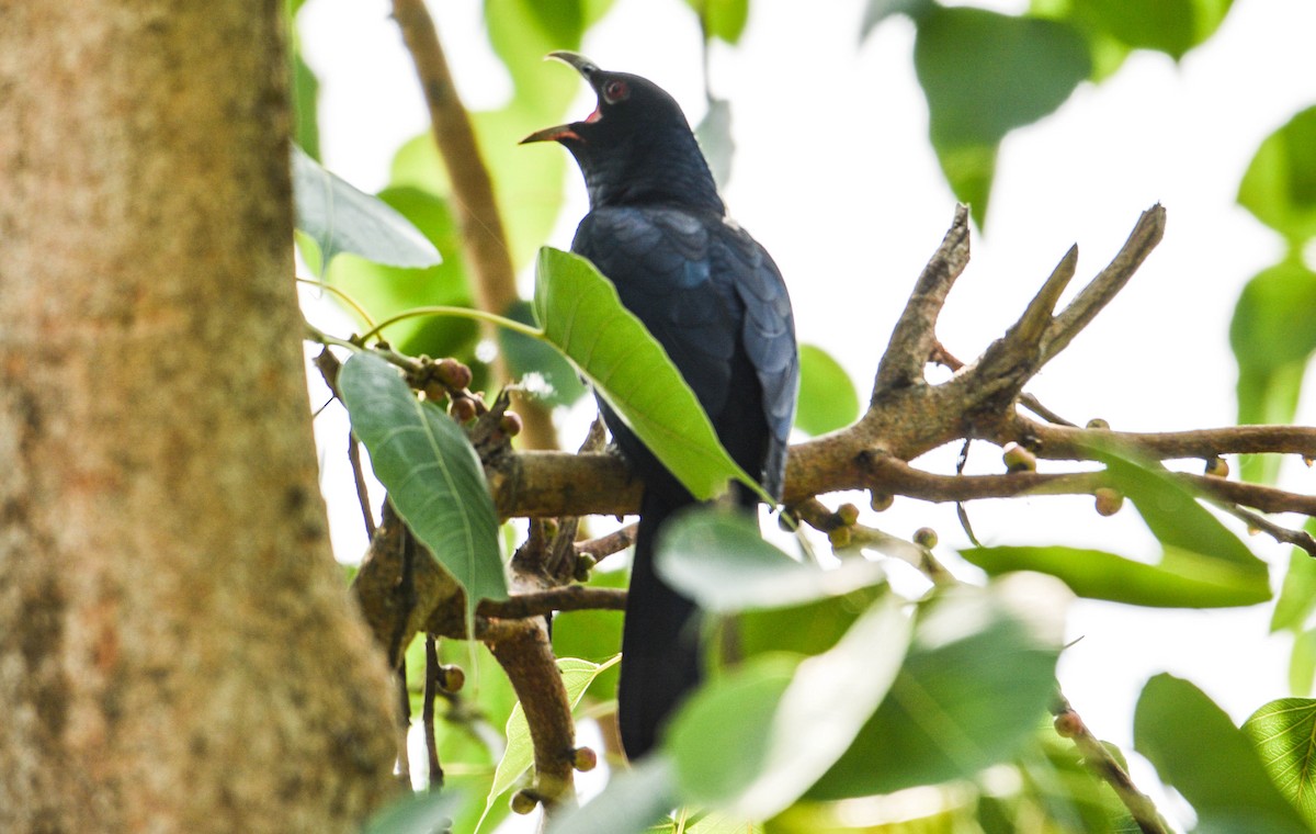 Asian Koel - ML96061311