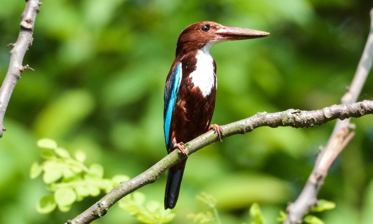 White-throated Kingfisher - ML96061441