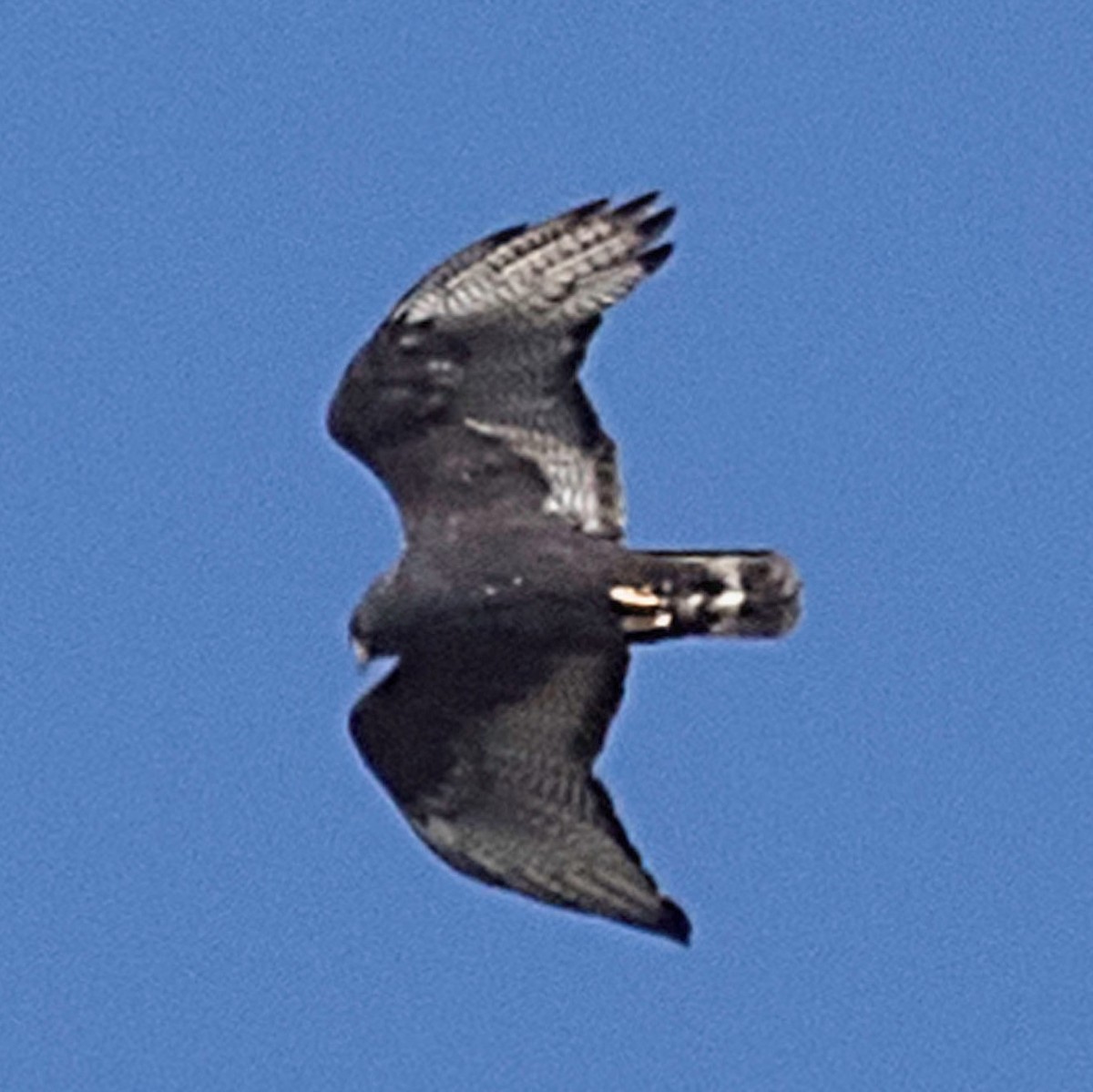 Zone-tailed Hawk - ML96062891